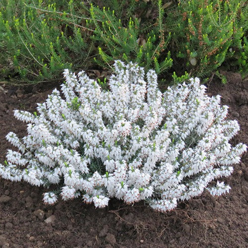 Winterheide 'Snowbelle'