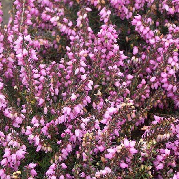 Winterheide 'Spring Surpise'
