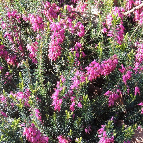 Winterheide Springwood Pink