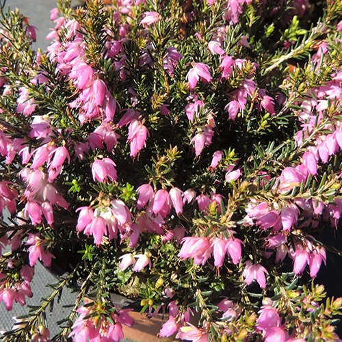 Winterheide Springwood Pink - Image 2