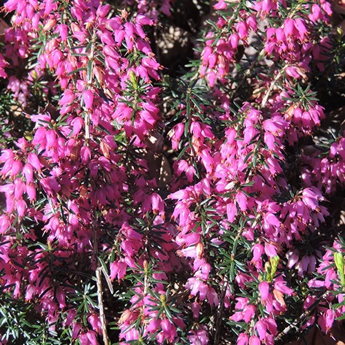 Winterheide Springwood Pink - Image 3