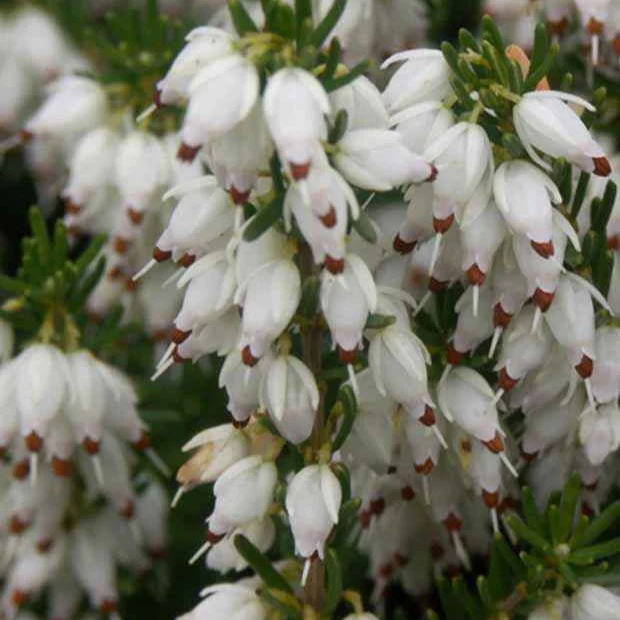 Winterheide 'Springwood White'