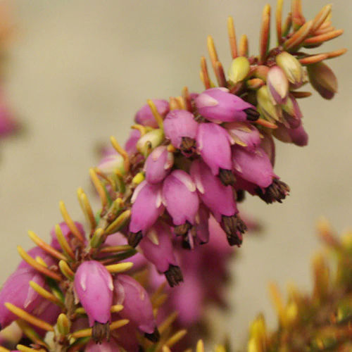 Winterheide 'Tylou'
