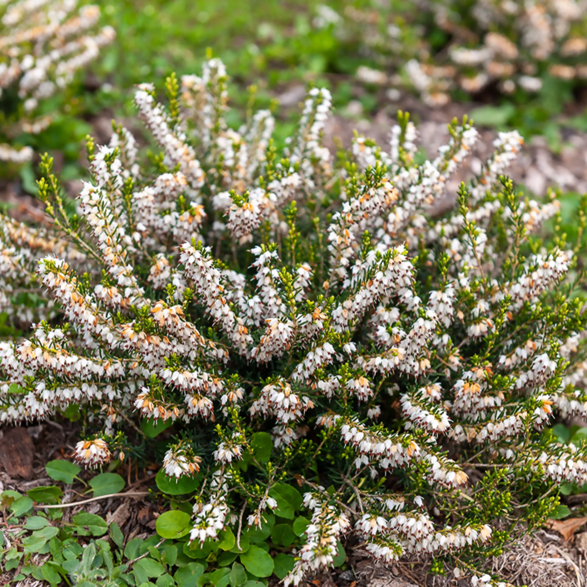 Winterheide 'White Glow'