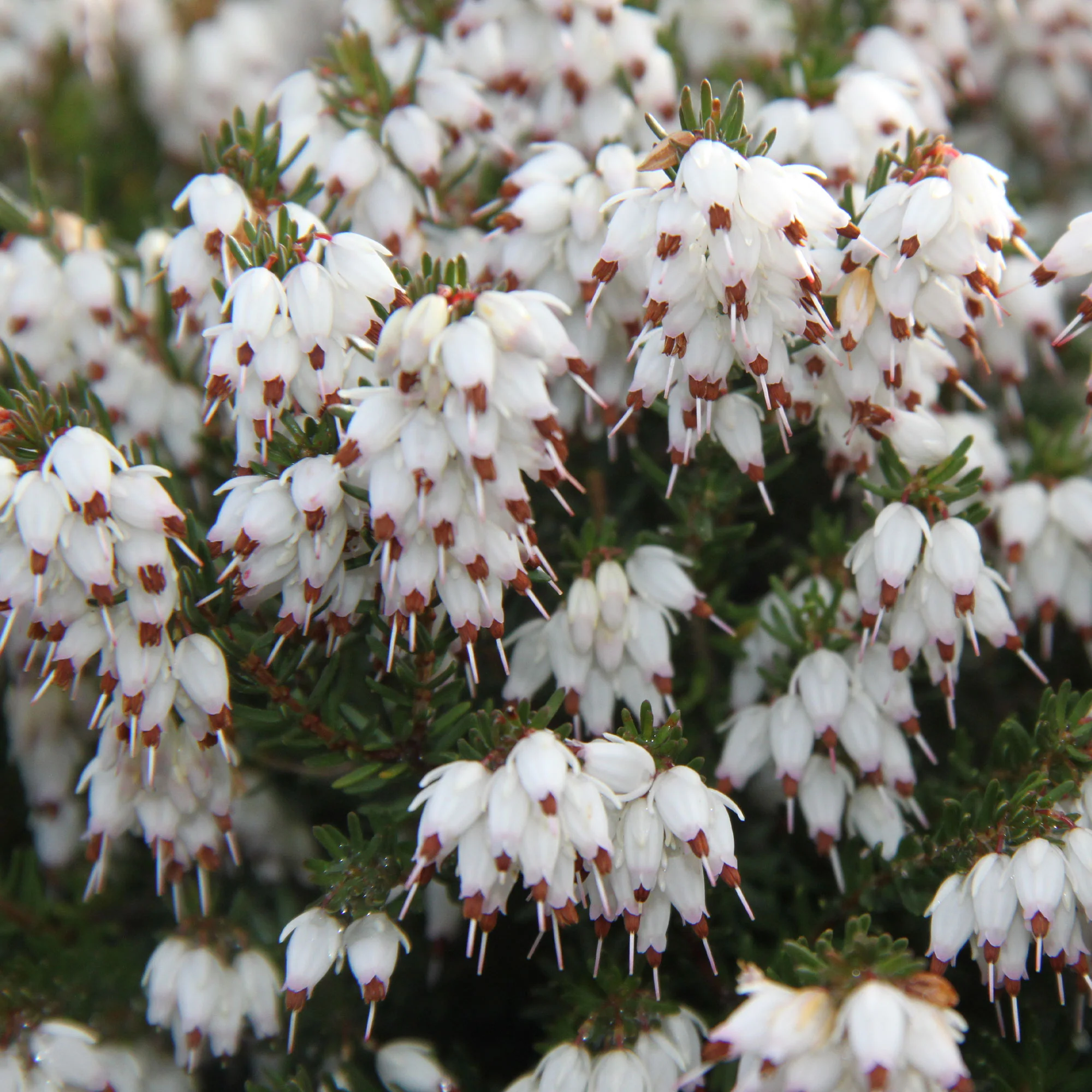Winterheide 'White Glow' - Image 2