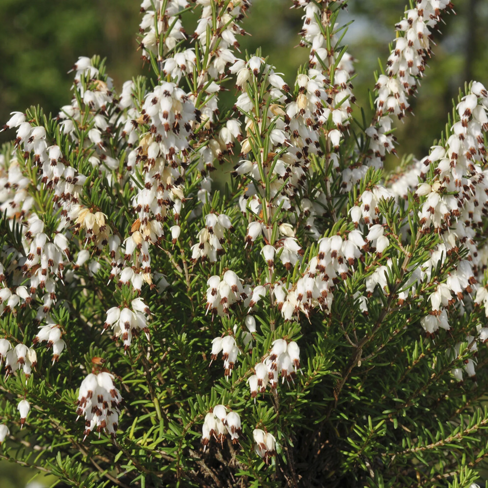 Winterheide 'White Glow' - Image 3