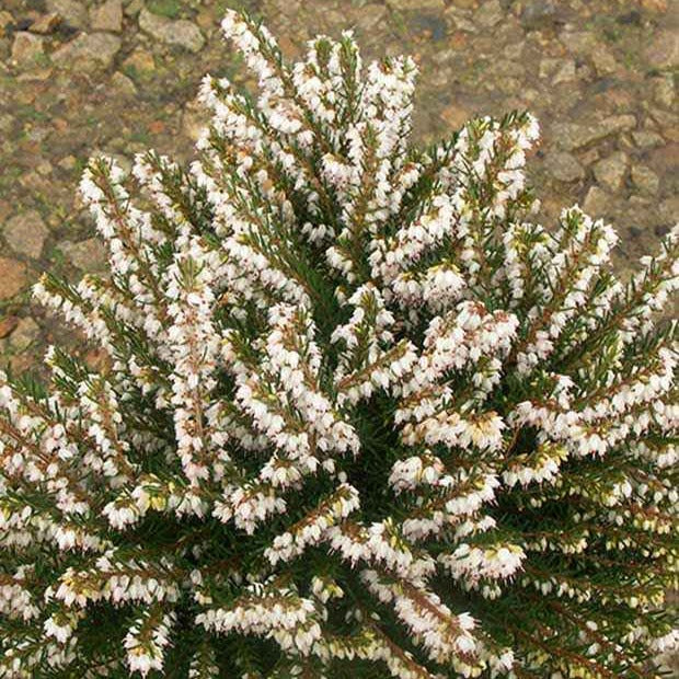 Winterheide 'White Glow' - Image 4