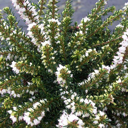 Winterheide 'White Perfection' - Image 2