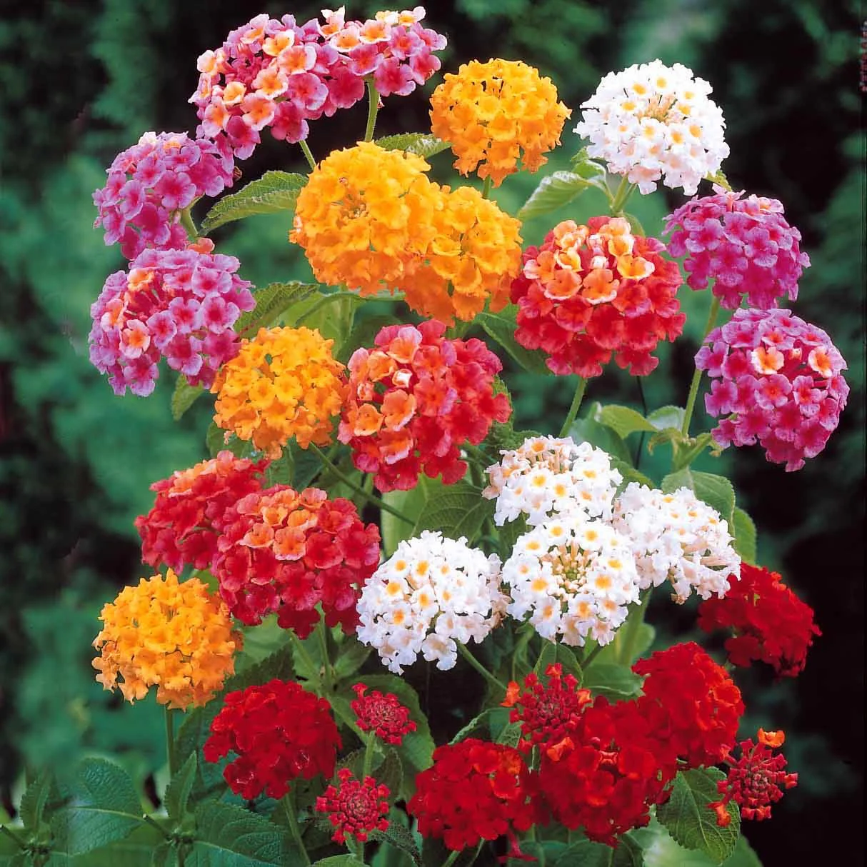 Wisselbloem Mix (x3)