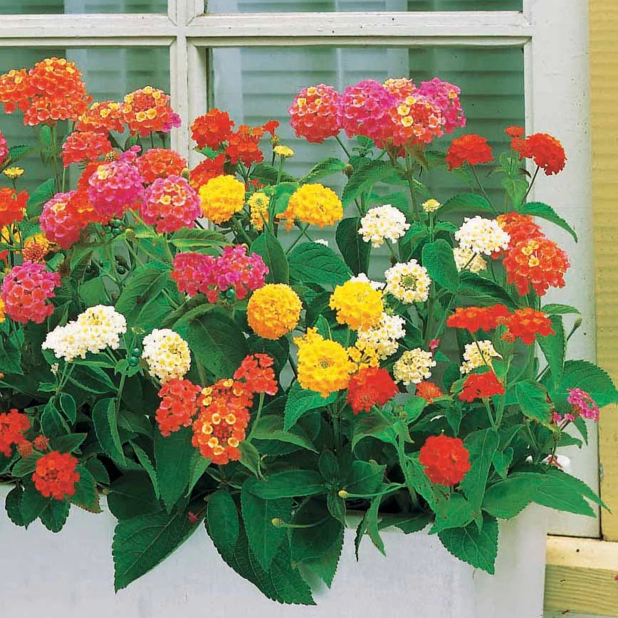 Wisselbloem Mix (x3) - Image 2