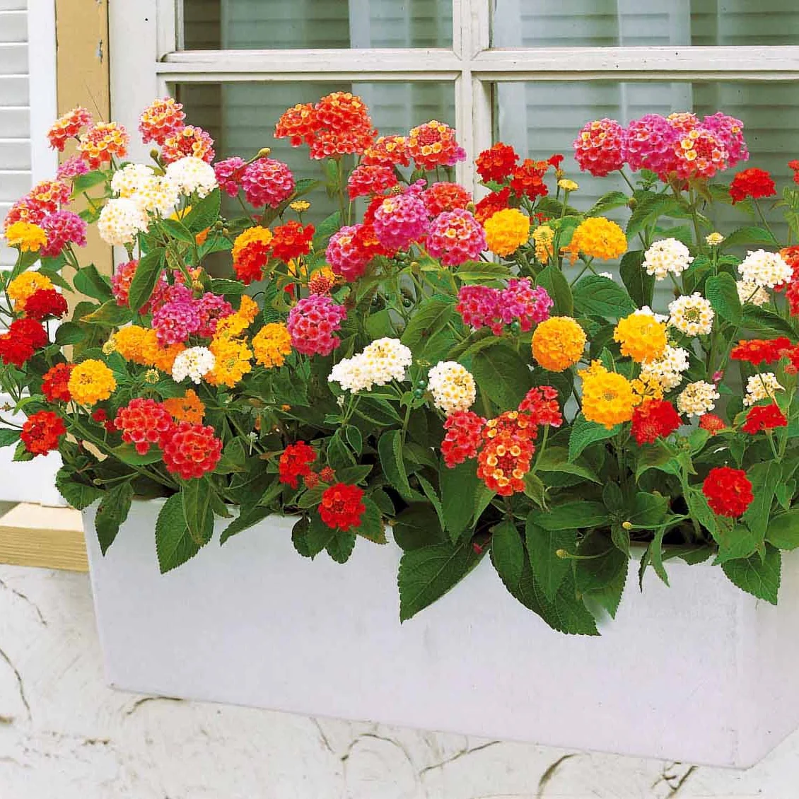 Wisselbloem Mix (x3) - Image 3