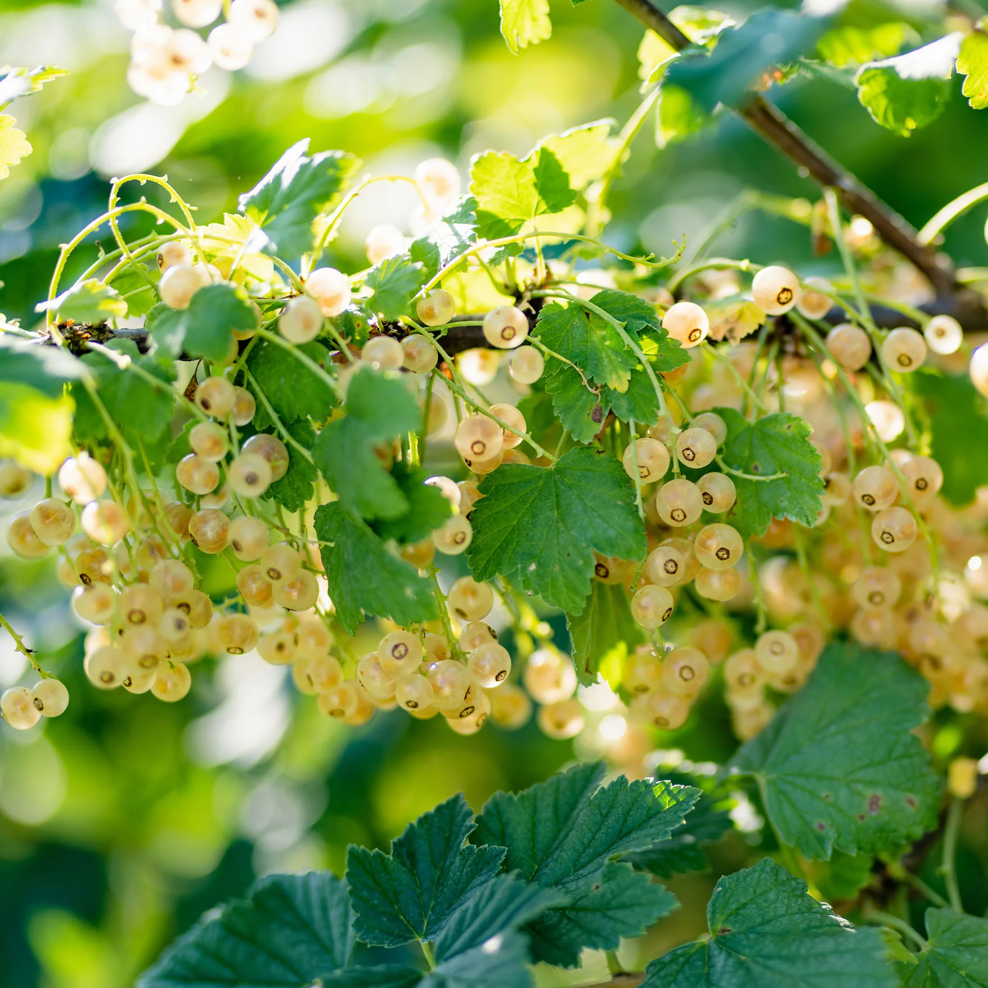 Witte aalbes 'Blanka' (x2)