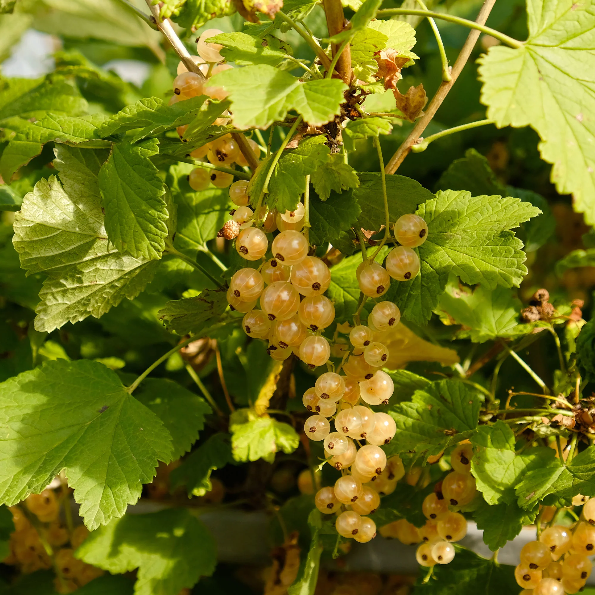 Witte aalbes 'Blanka' (x2) - Image 3