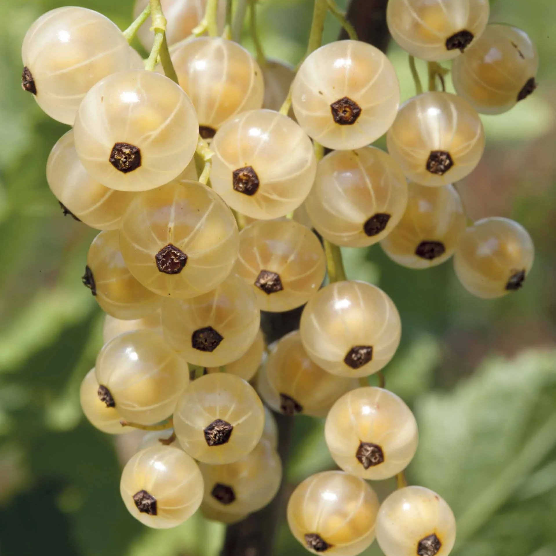 Witte aalbes 'White Pearl' - Image 3