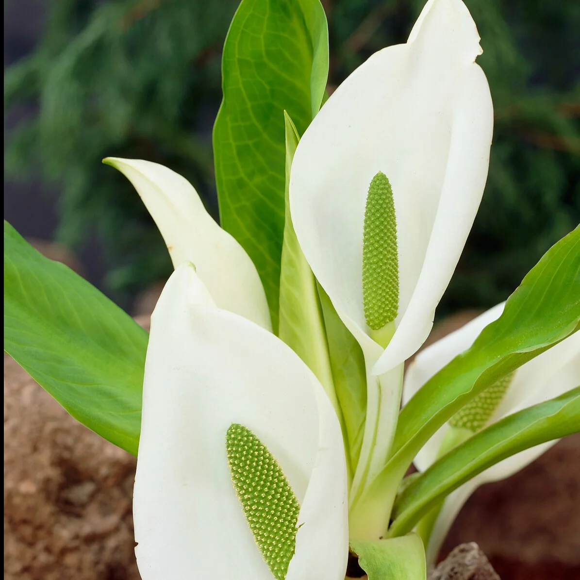 Witte aronskelk