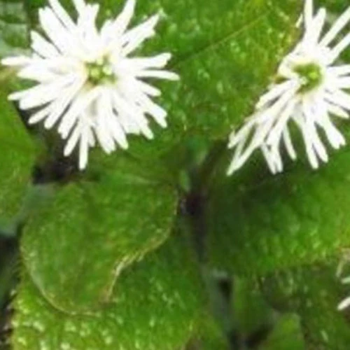Witte bloemaren