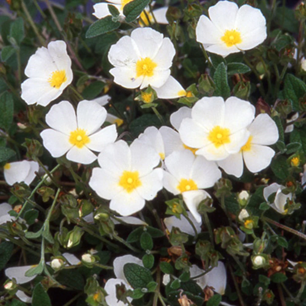 Witte cistusroos - Image 2