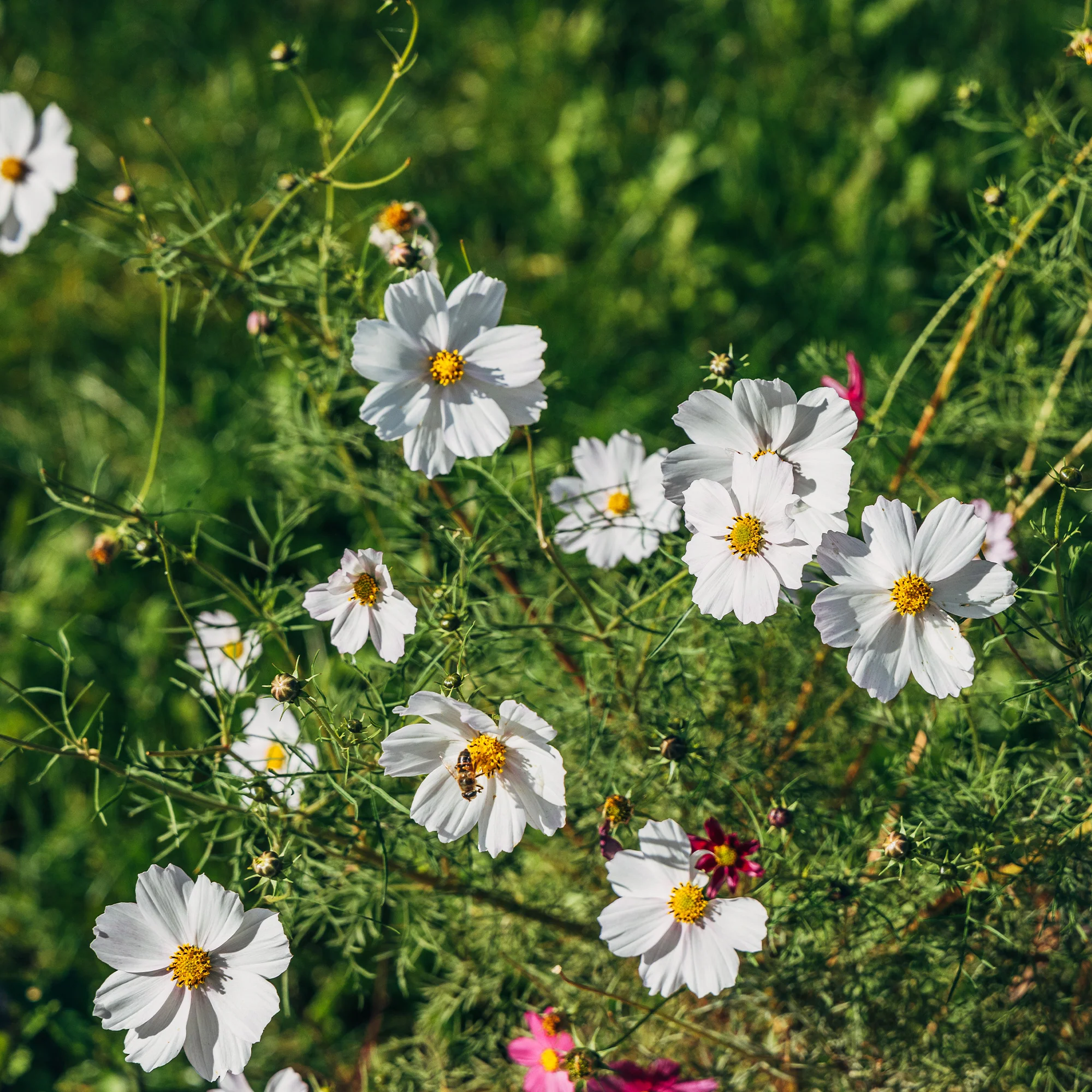 Witte Cosmos
