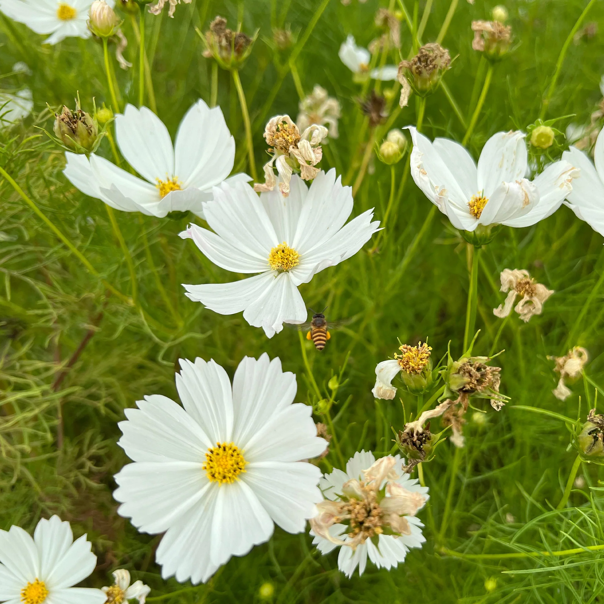 Witte Cosmos - Image 3