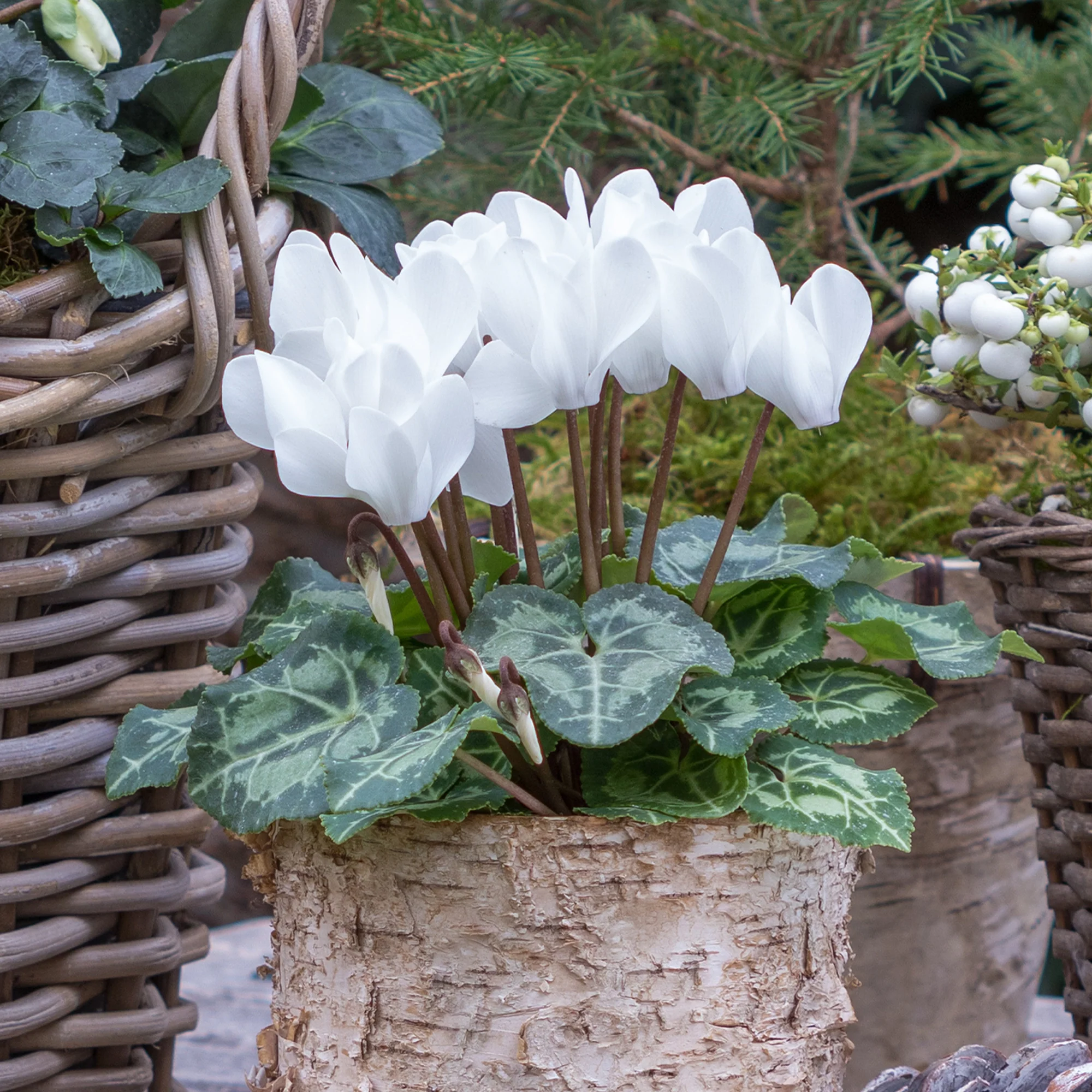 Witte cyclaam (x3) - Image 2