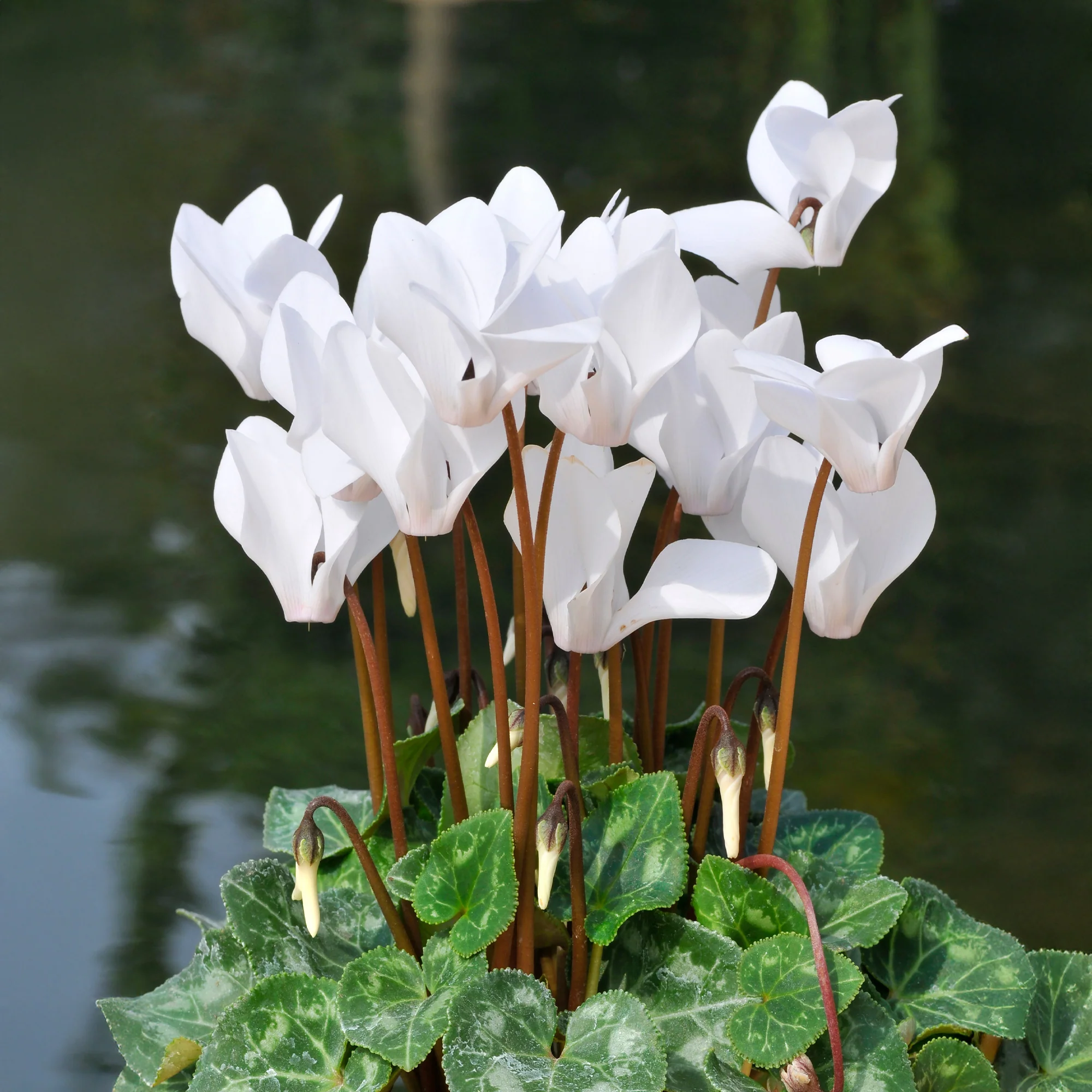 Witte cyclaam (x3) - Image 3