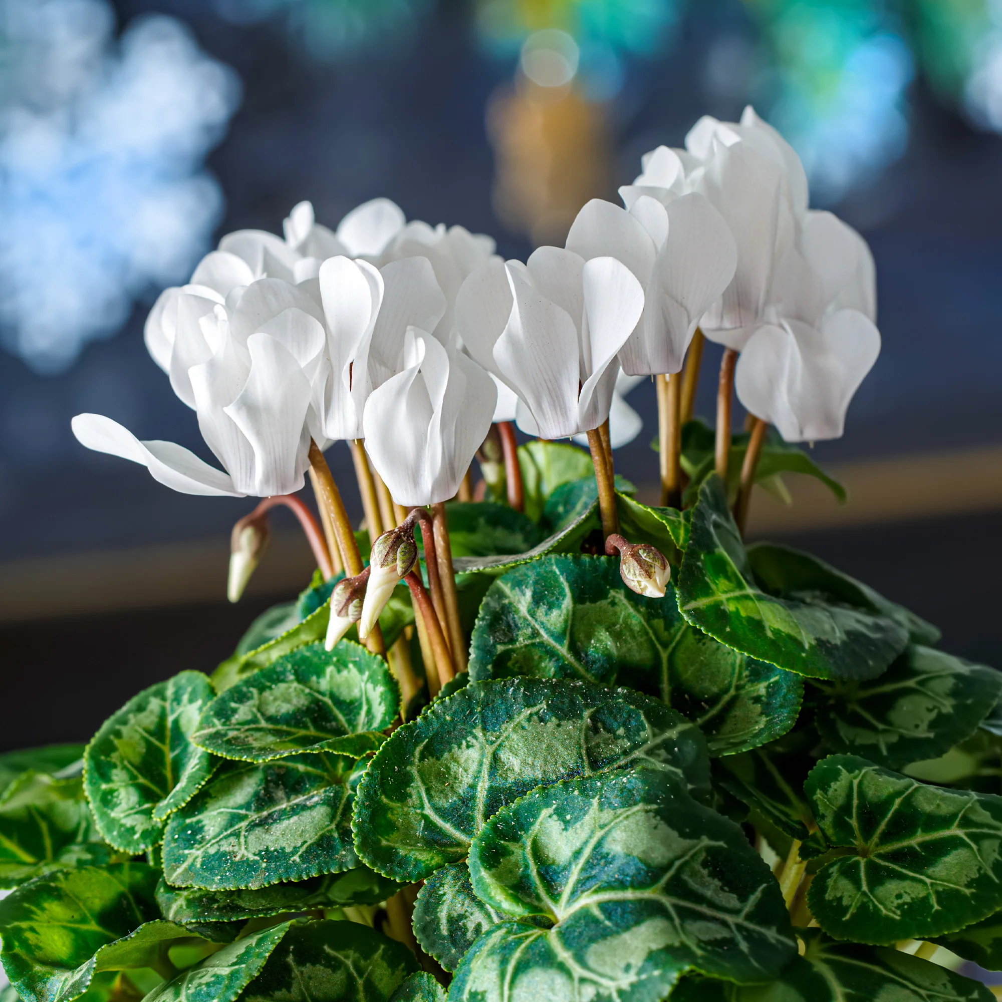 Witte cyclaam (x3) - Image 4