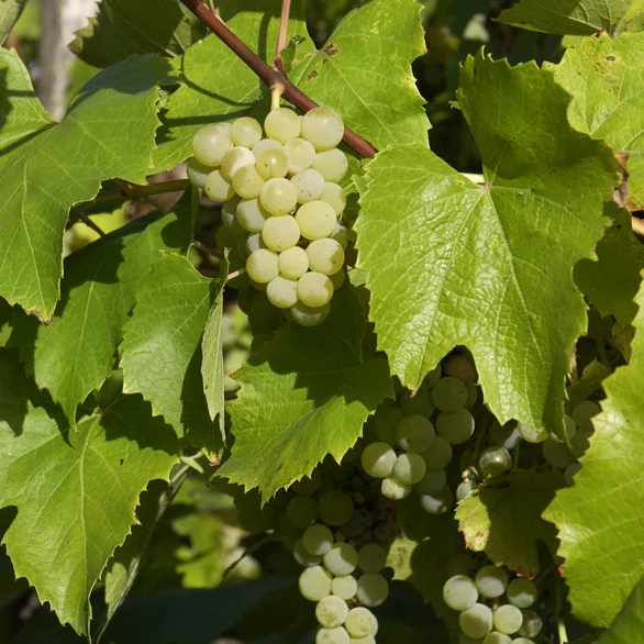 Witte Druif Bianca