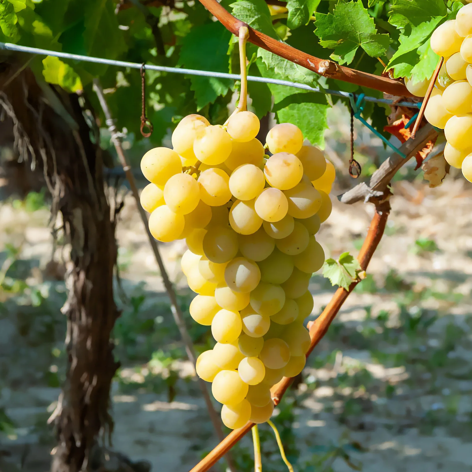 Witte druif 'Italia' - Image 2