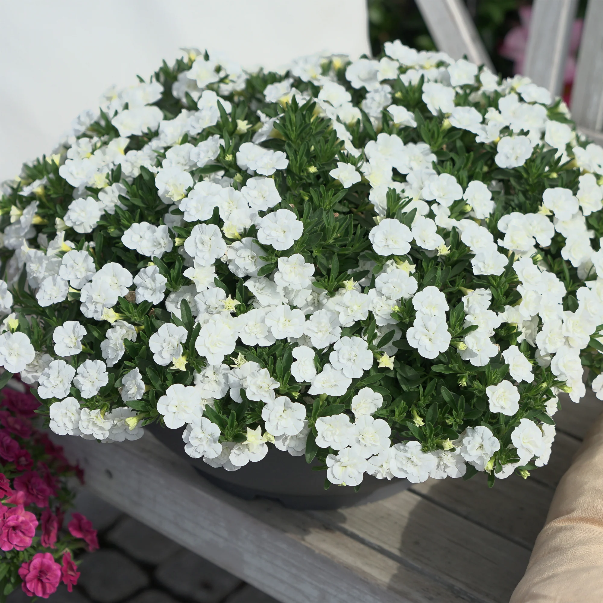 Witte dubbelbloemige mini-petunia (x3)