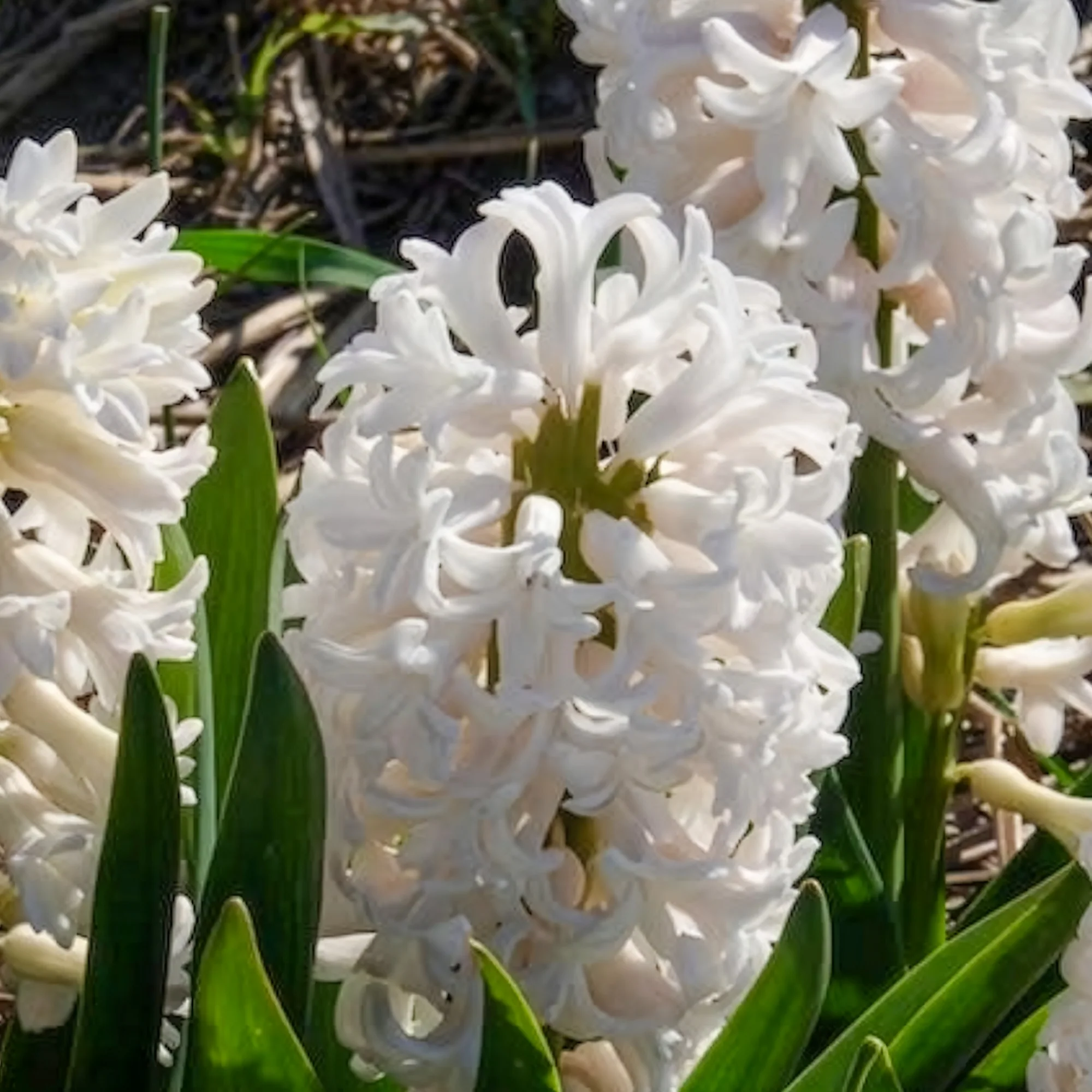 Witte Hyacinthen (x3) - Image 3