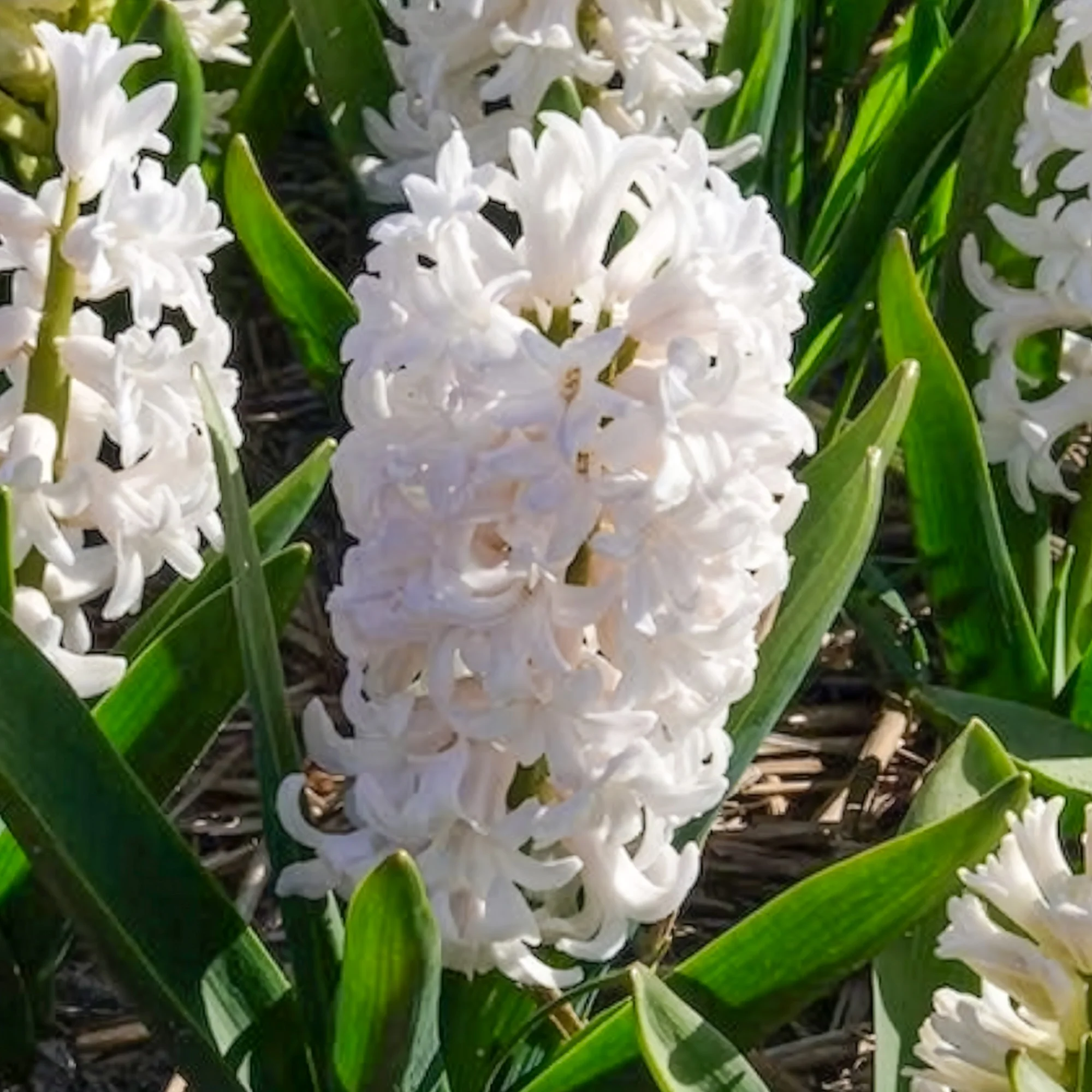 Witte Hyacinthen (x3) - Image 4
