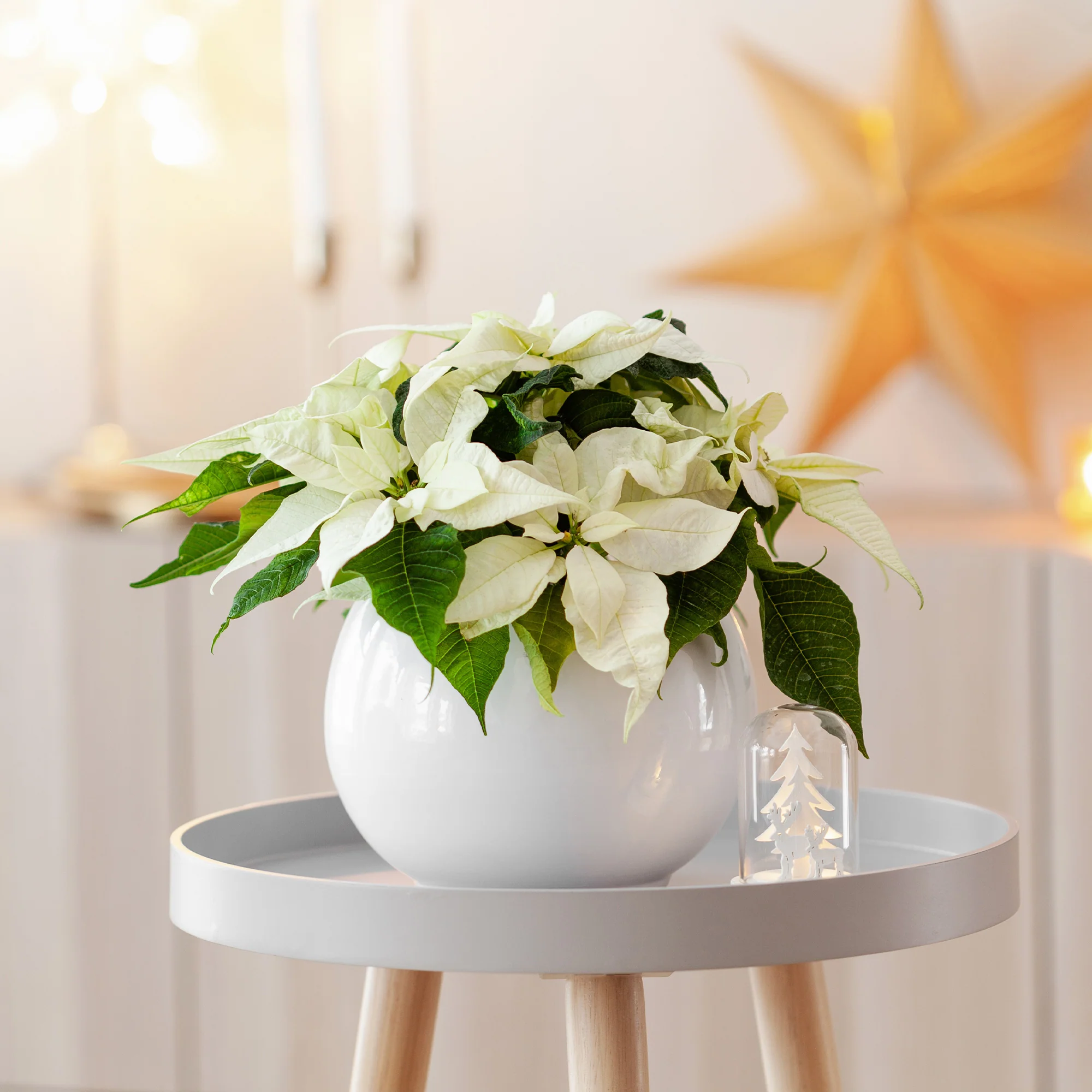 Witte kerstster - Image 3