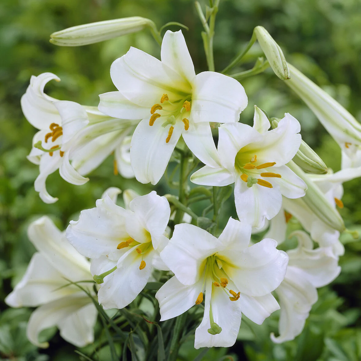 Witte koningslelie (3x)