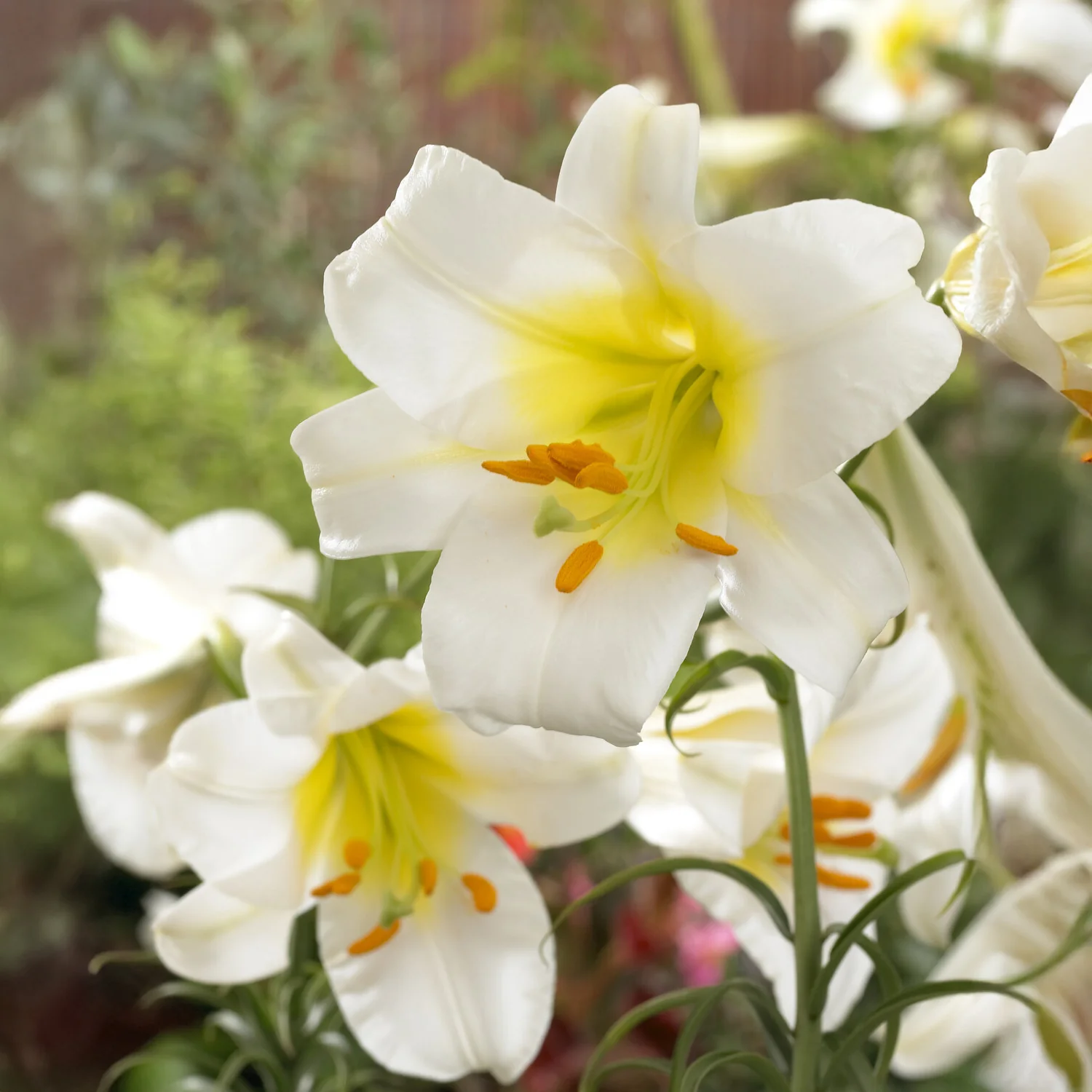 Witte koningslelie (3x) - Image 3