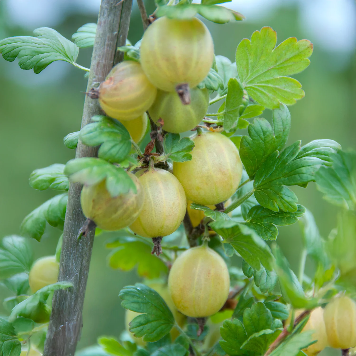 Witte kruisbes op stam