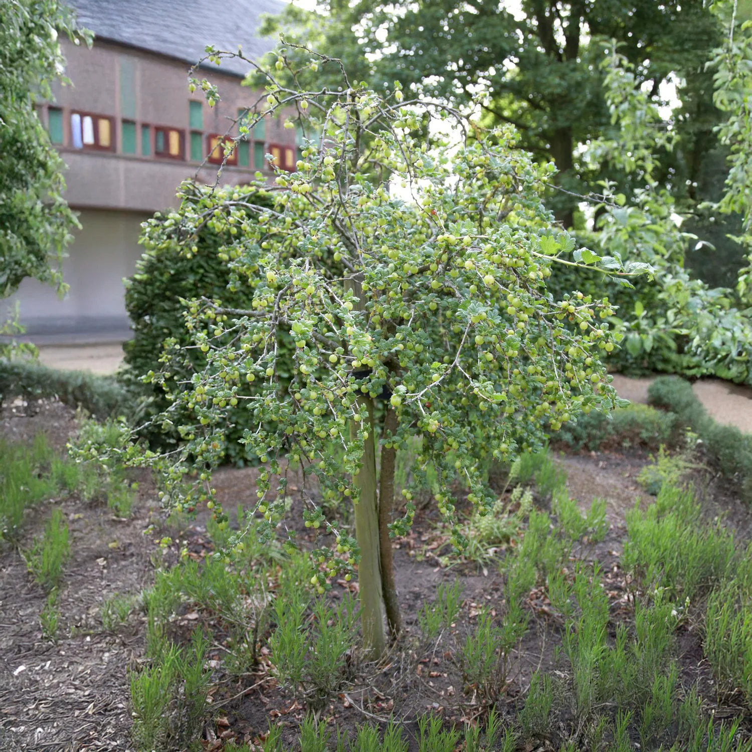Witte kruisbes op stam - Image 2