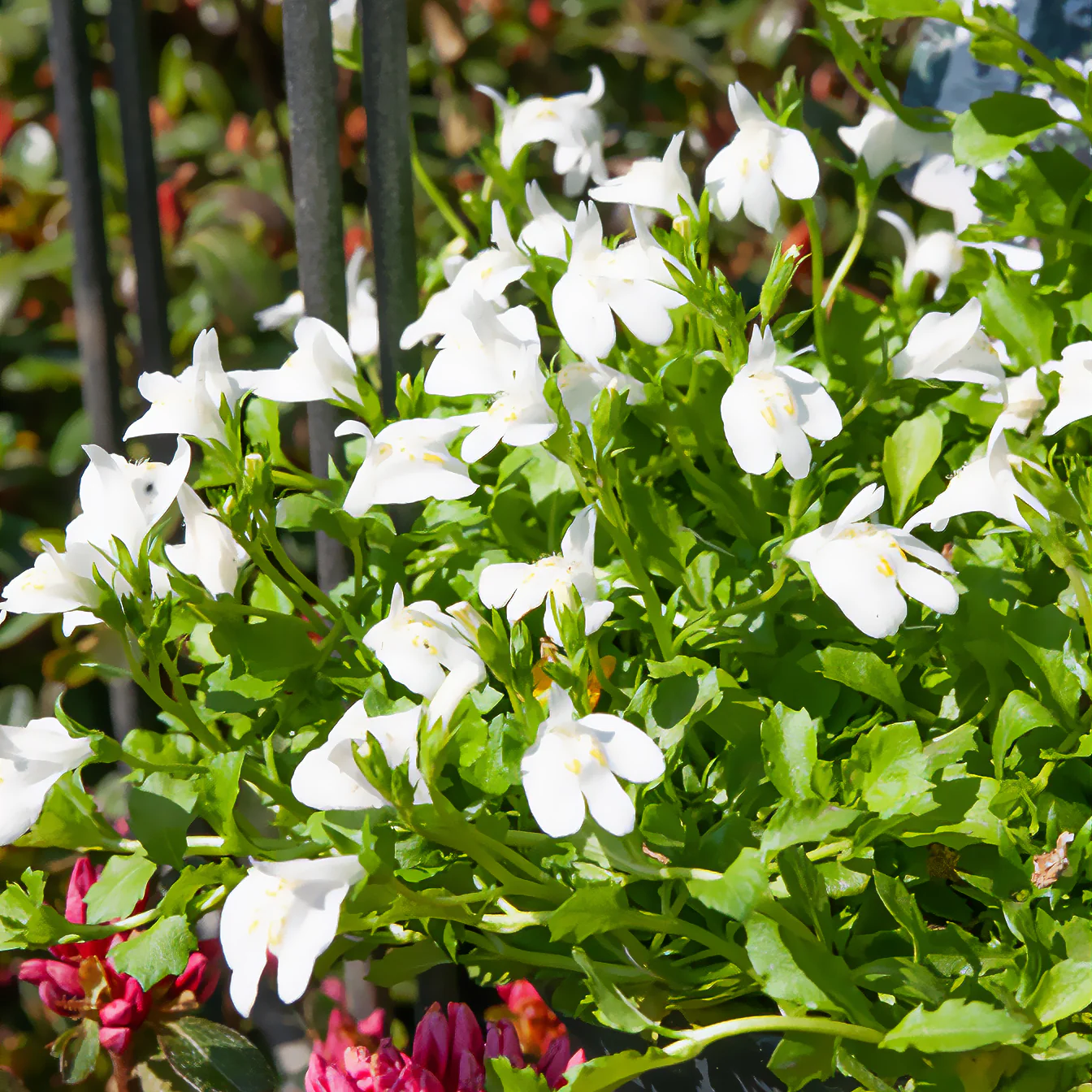 Witte mazus