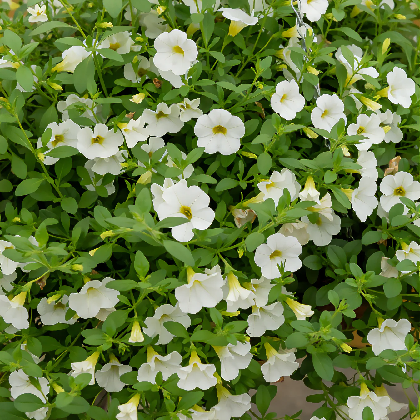 Witte mini-petunia (x3)
