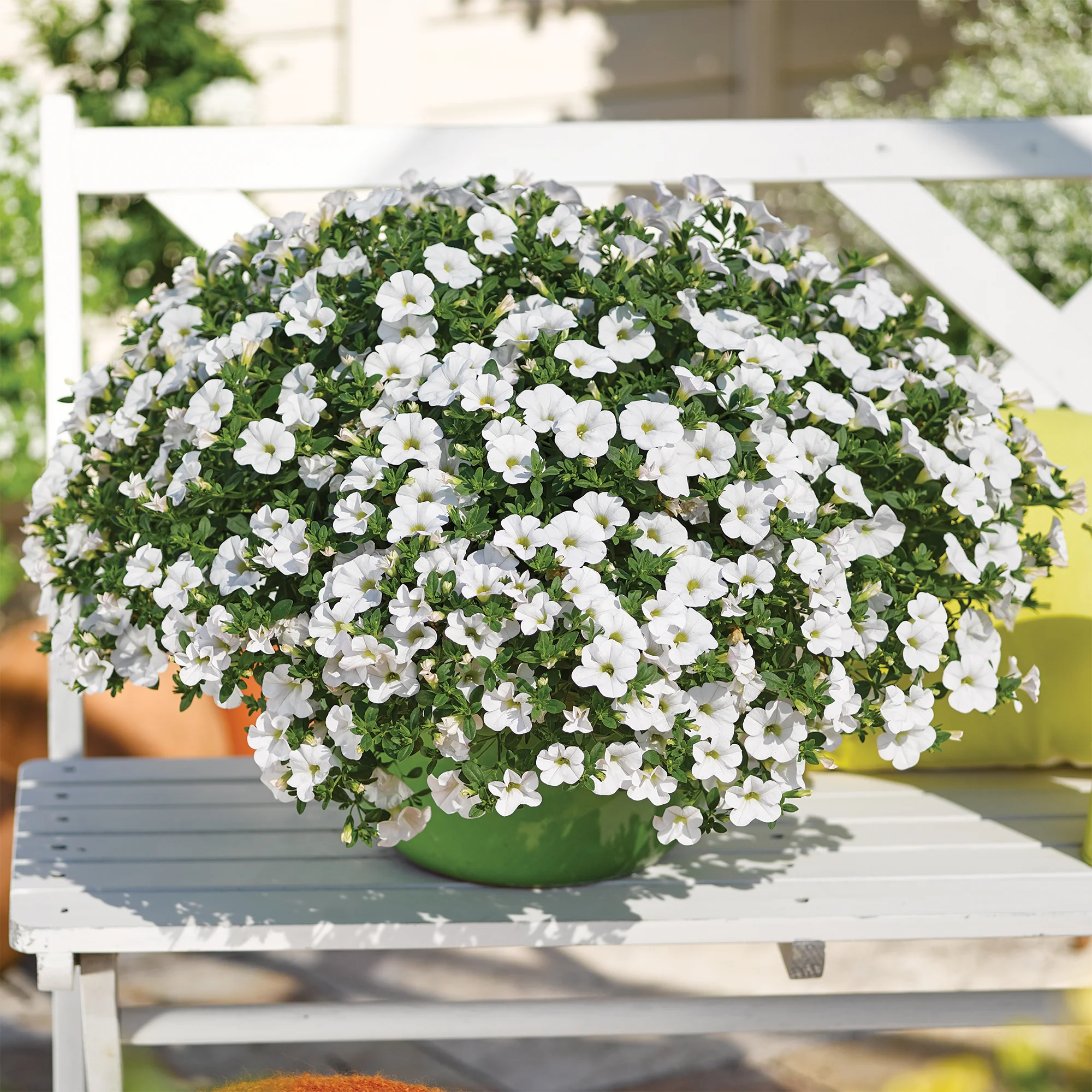 Witte mini-petunia (x3) - Image 2