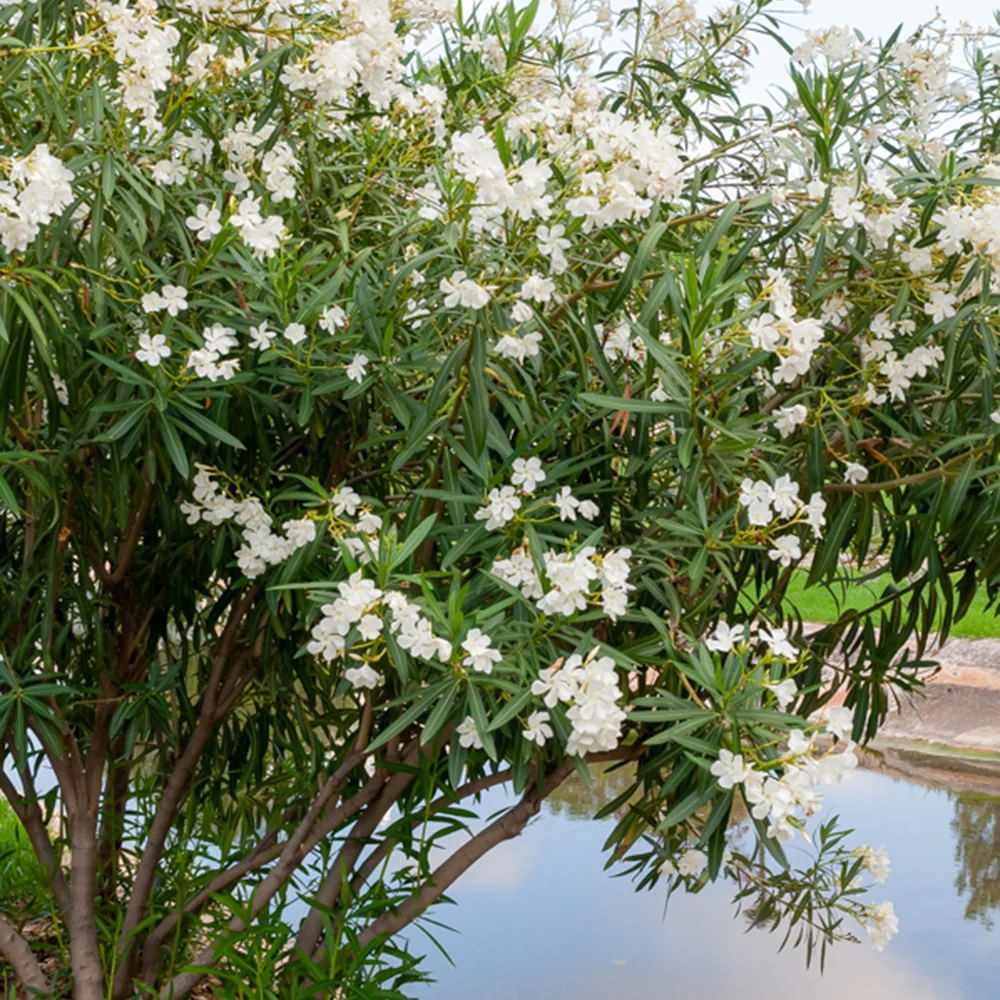 Witte Oleander - Image 3