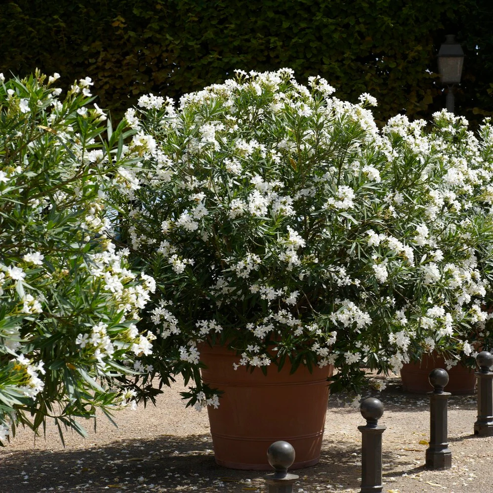 Witte Oleander - Image 4