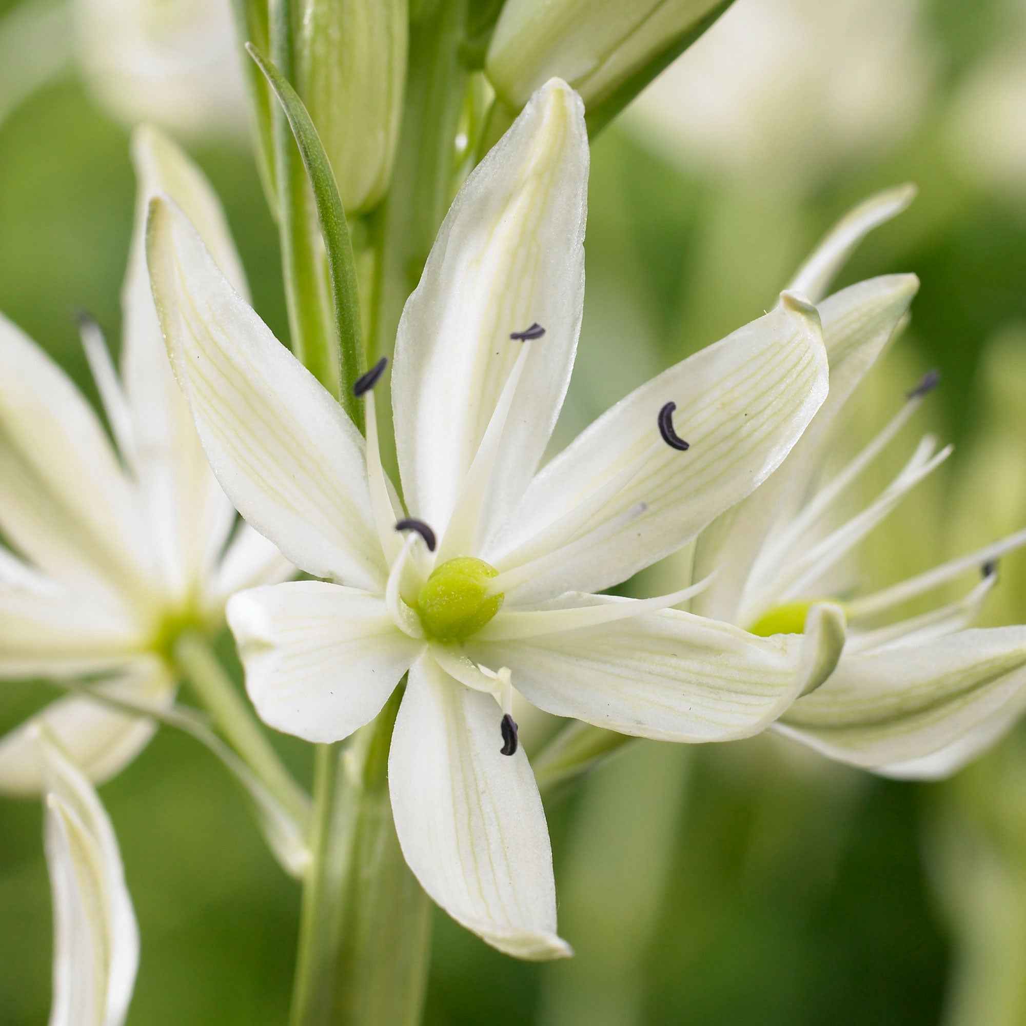 Witte prairielelie (x3)