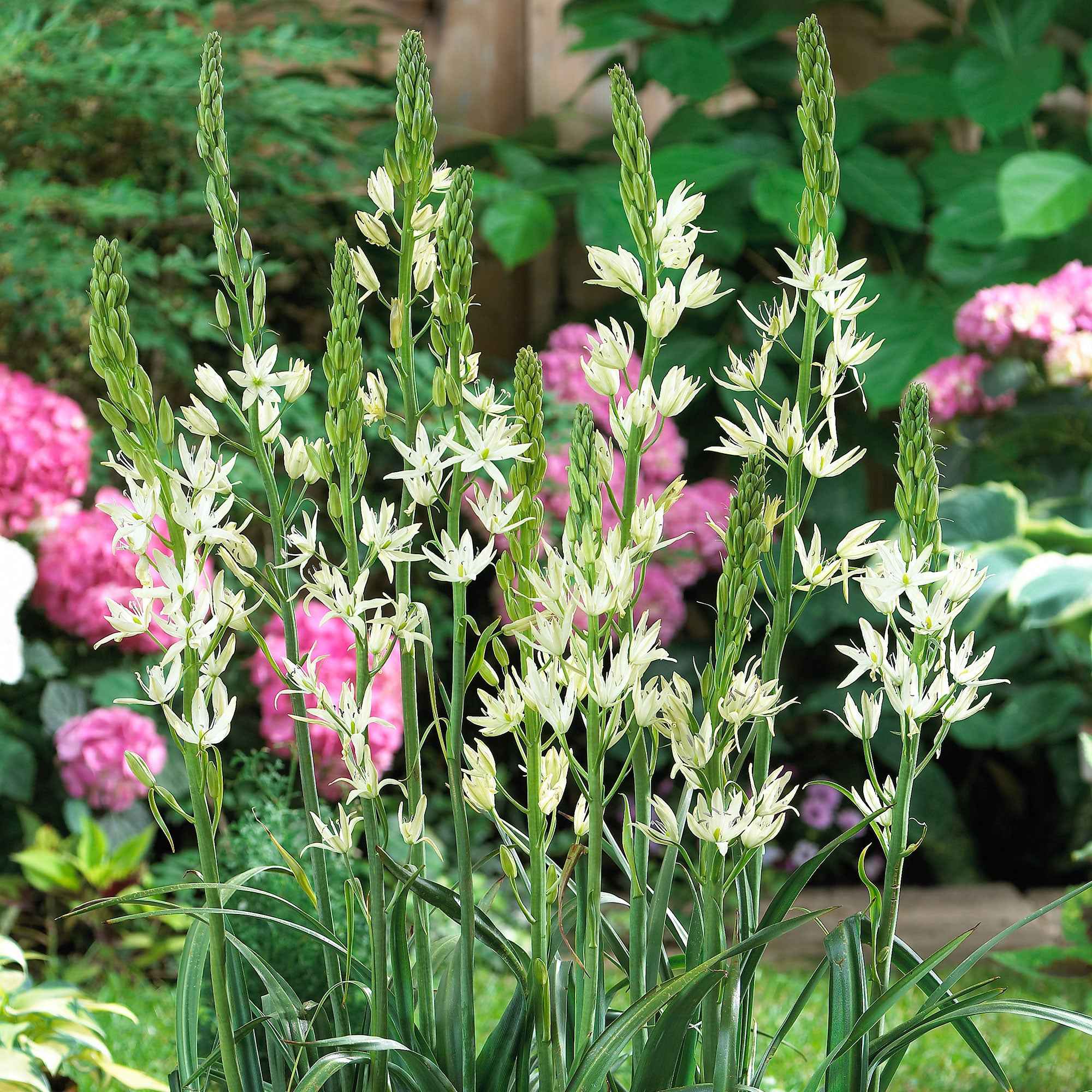 Witte prairielelie (x3) - Image 2