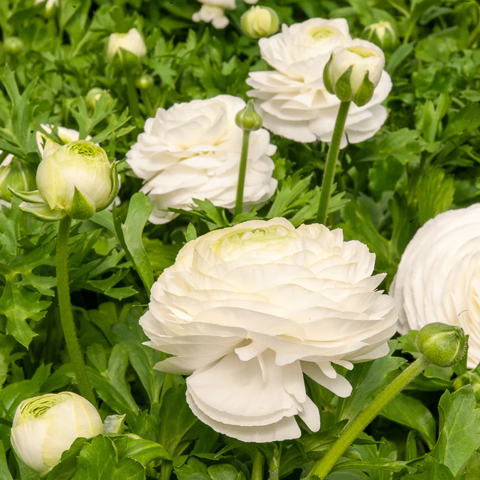 Witte Ranonkels
