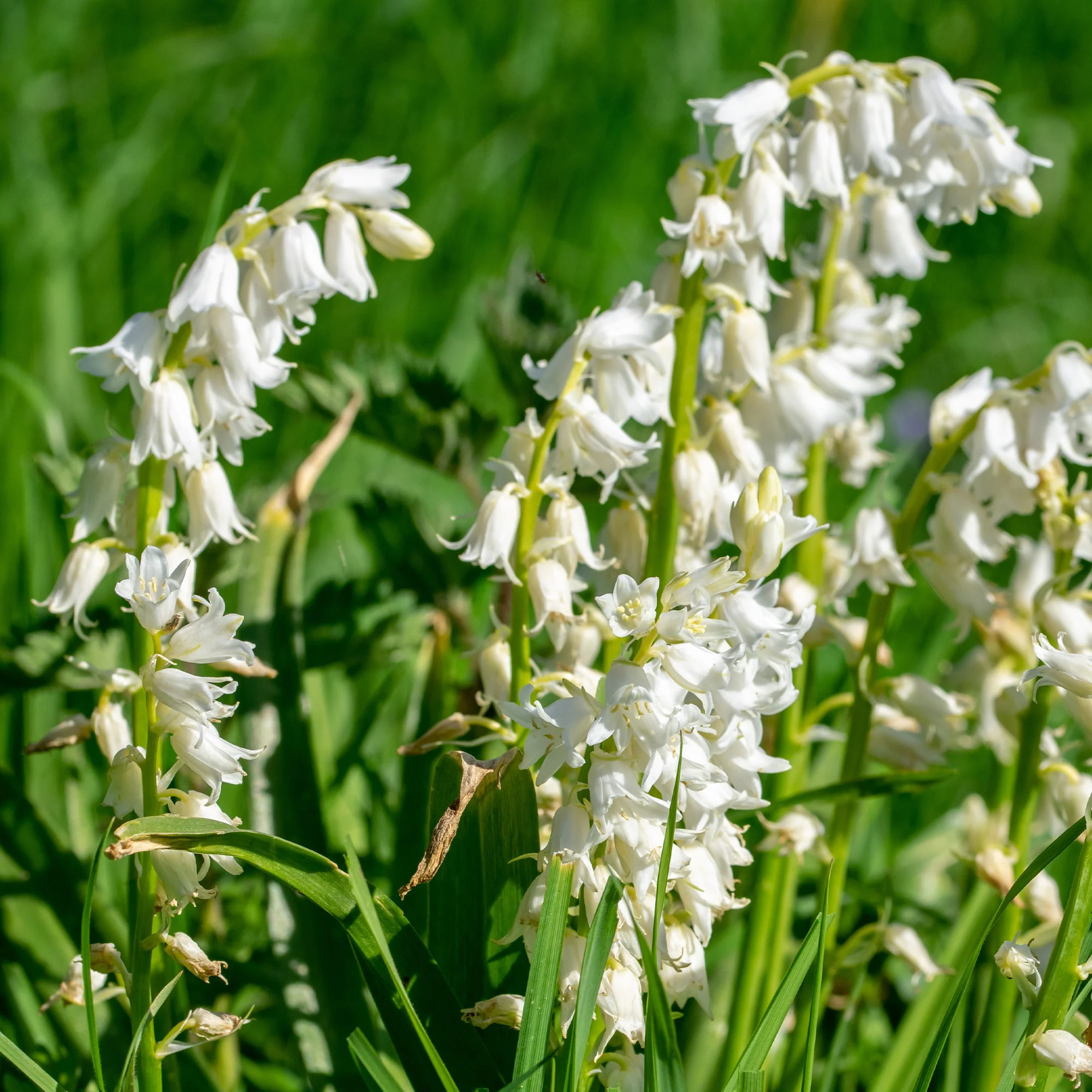 Witte Spaanse hyacinten