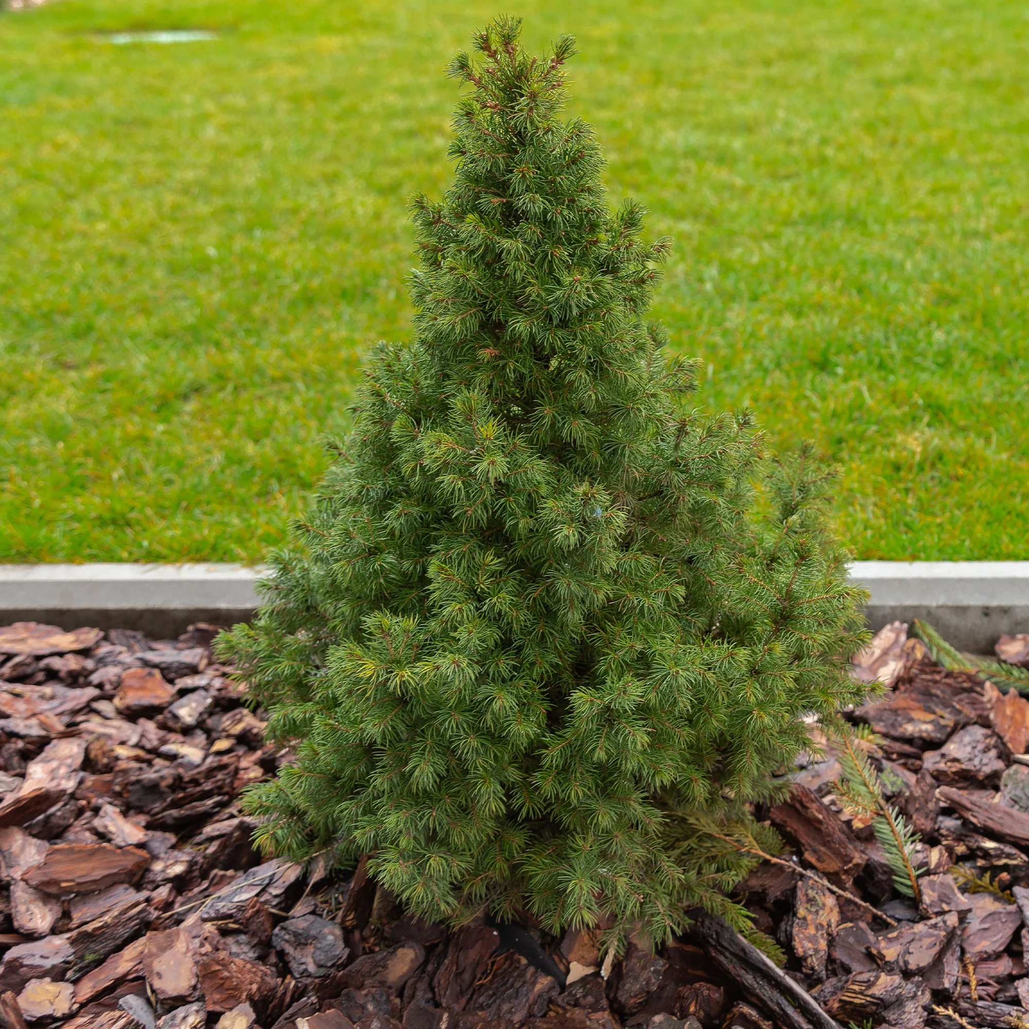 Witte spar - Image 2