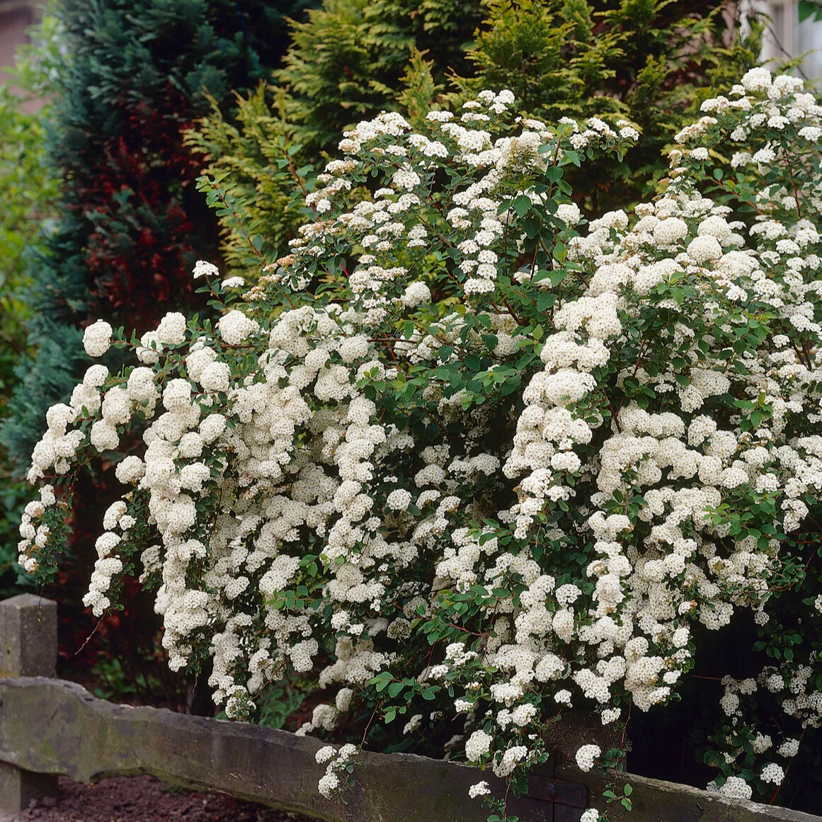 Witte Spierstruik - Image 2