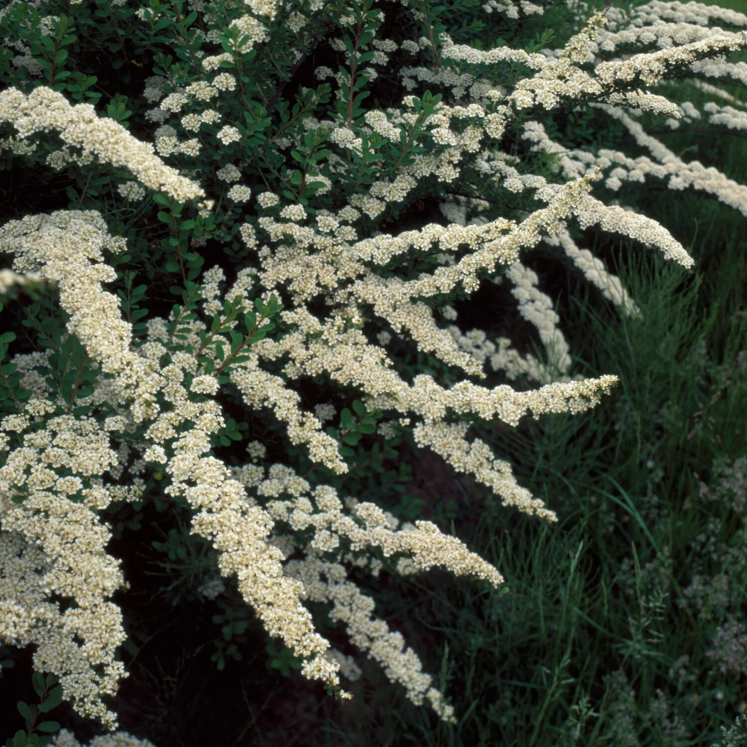 Witte Spierstruik - Image 3