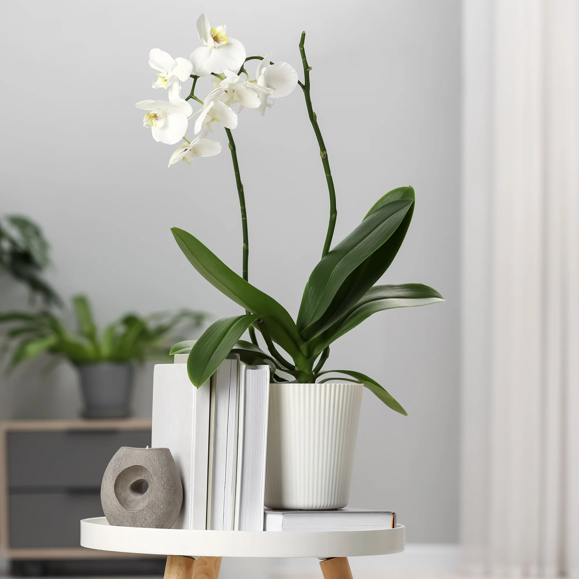 Witte vlinderorchidee