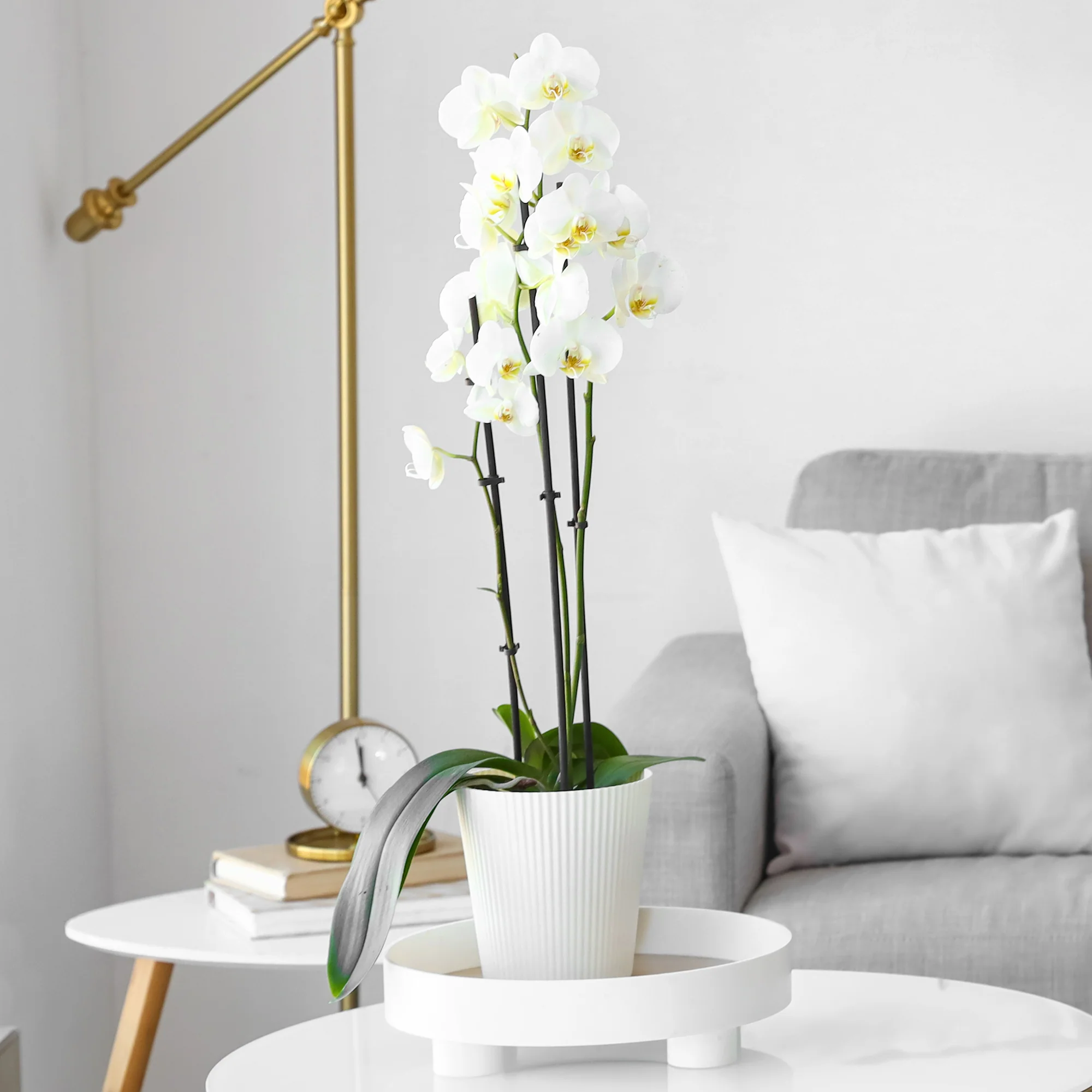 Witte vlinderorchidee - Image 3